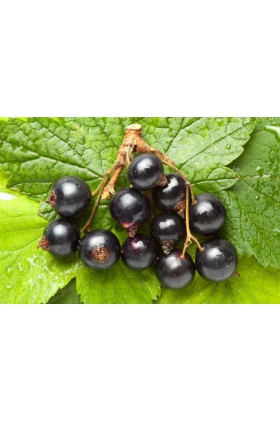 Смородина чорна Око Дракона